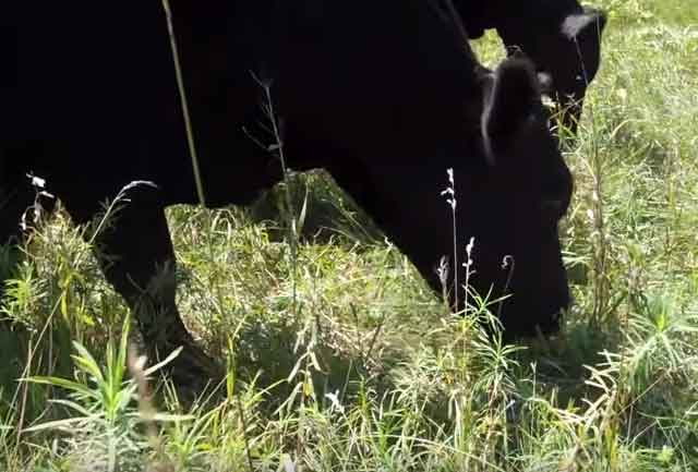 Корова есть траву