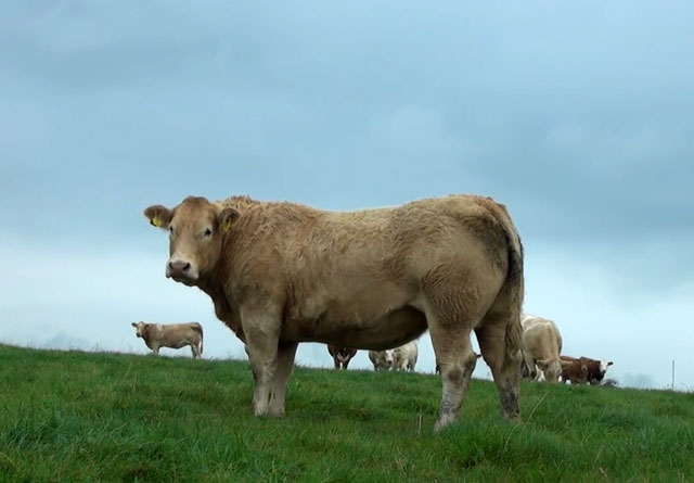 У коров трубчатые плечи