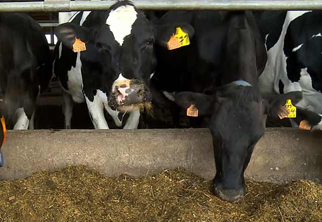 Коровы едят корм с добавками