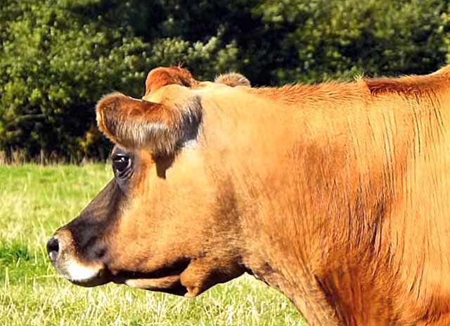 Желудок коровы состоит из нескольких камер
