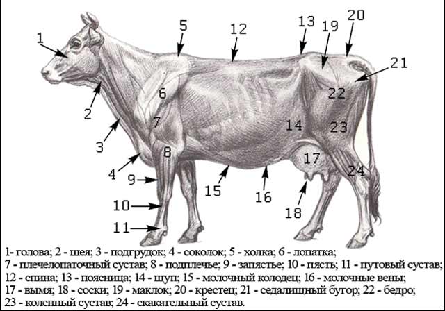 Стати молочной коровы