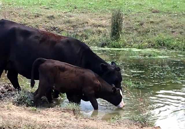 Коровы пьют из водоема