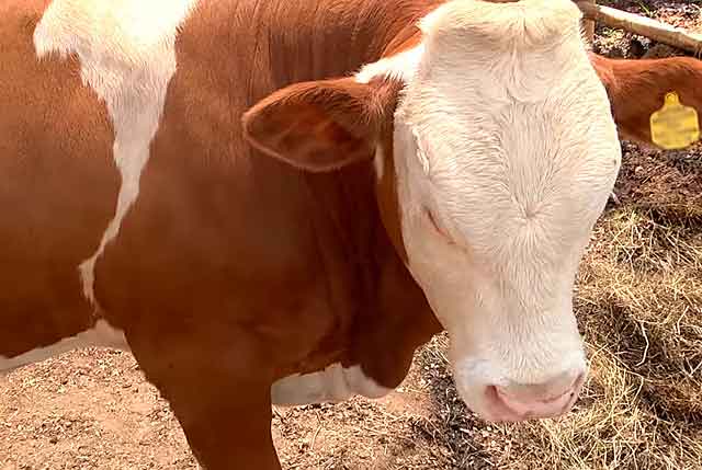 Коровы употребляет в пищу самые разнообразные корма