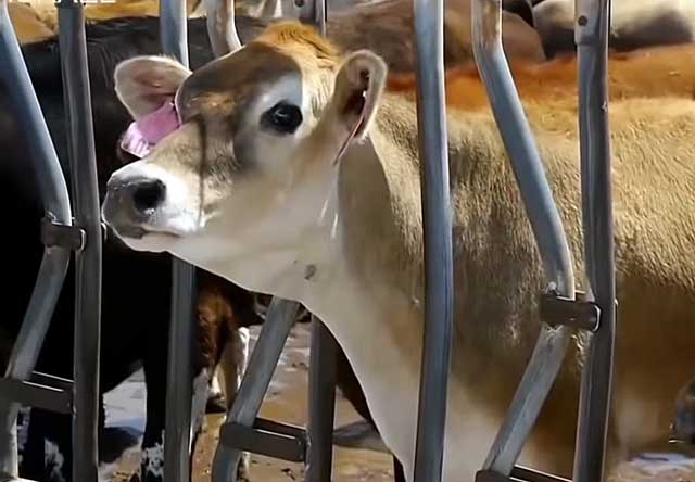 Корова перед отелом нуждается в заботе и повышенном внимании