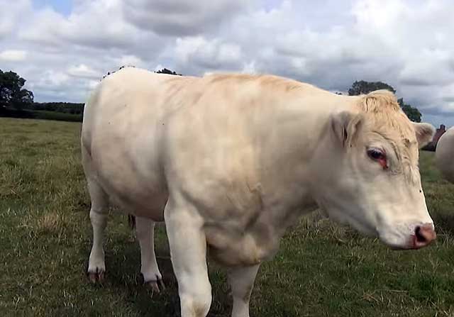Беременных коров нужно изолировать от стада