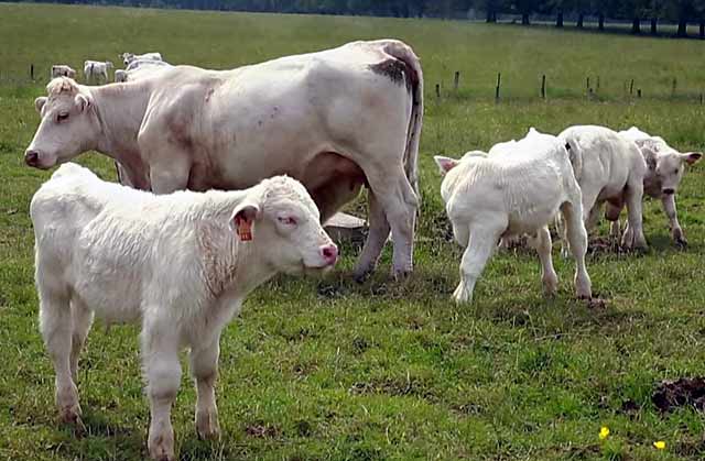 Коровы с потомством на пастбище