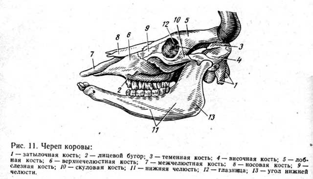 Схема строения черепа