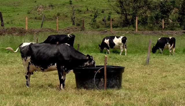 У коров всегда должен быть доступ к питьевой воде 