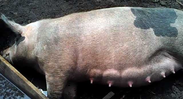 У больных свиноматок часто случаются выкидыши 