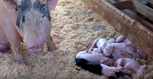 Болезнь опасна для свиноматок 