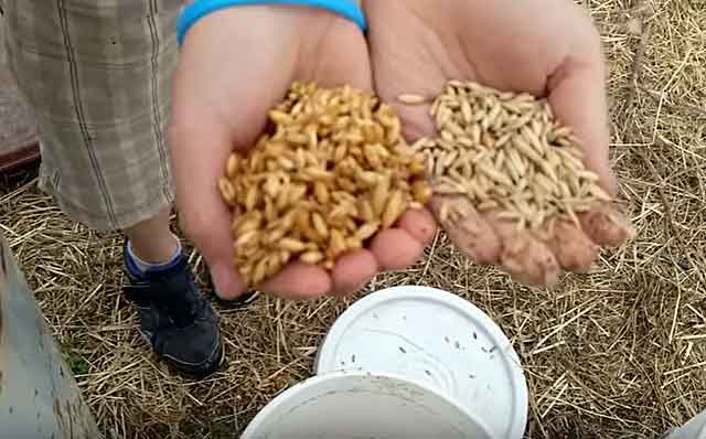 В рацион питомцев должны входить зерновые культуры 