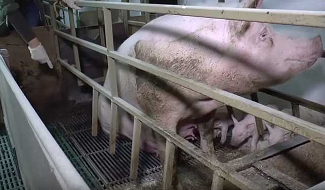 Свиноматок и хряков-производителей надо беречь 