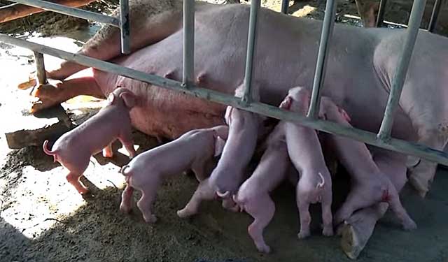 Прививать свиней надо еще до родов 