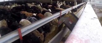 Содержание коров - прибыльный бизнес