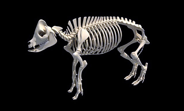 Так выглядит скелет свиньи 