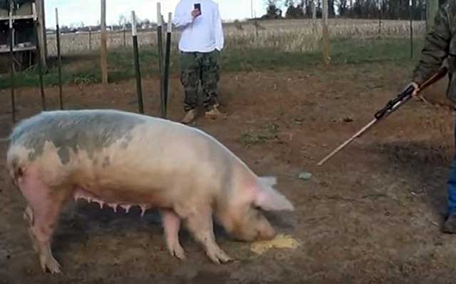 Свиноматку убивают, когда она перестает приносить потомство 