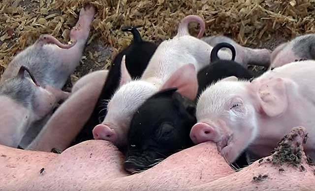 Свиноматки обладают высокой плодовитостью