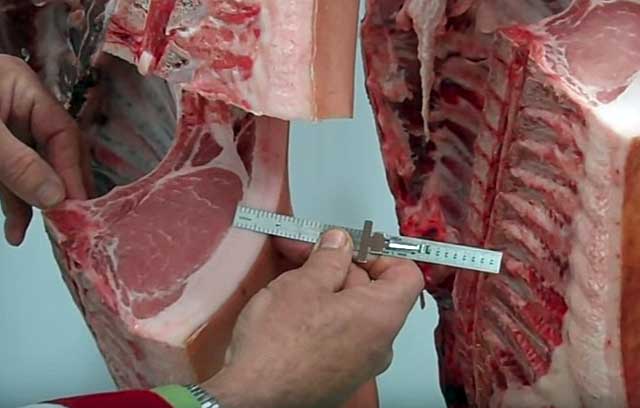 Выход мясной и сальной продукции составляет до 85% от общего веса свиной туши