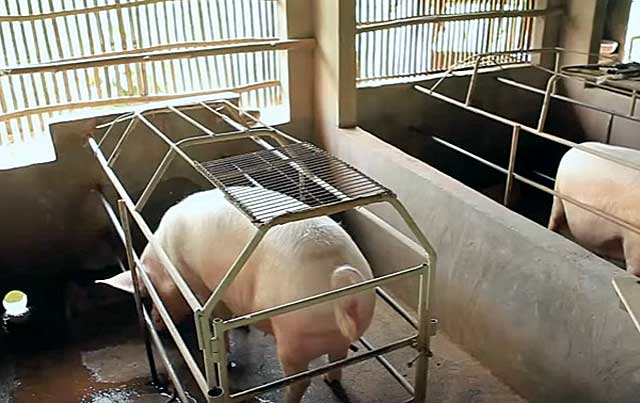 На промышленных свинофермах животных не щадят 