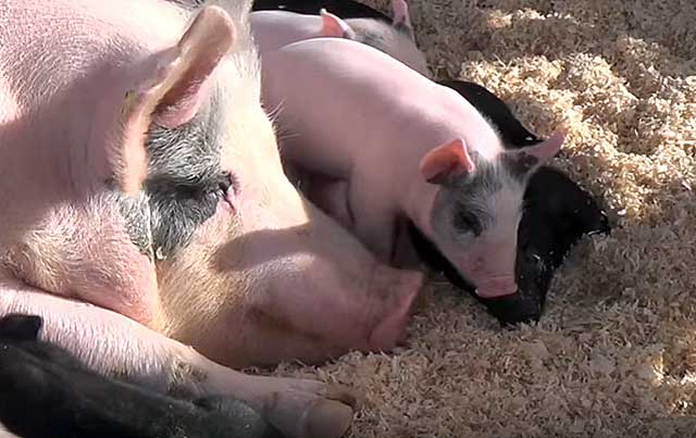 Роды свиньи в домашних условиях: календарь опороса, таблица по дате осеменения