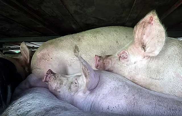 Масса свиноматок достигает 320-340 кг