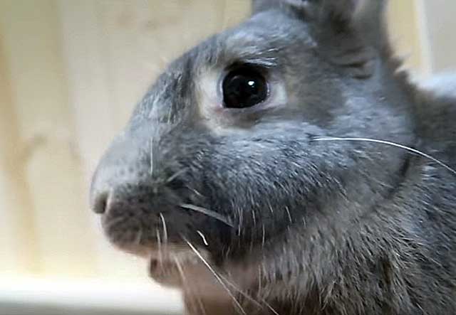 Понос у кроликов: причина и лечение недуга
