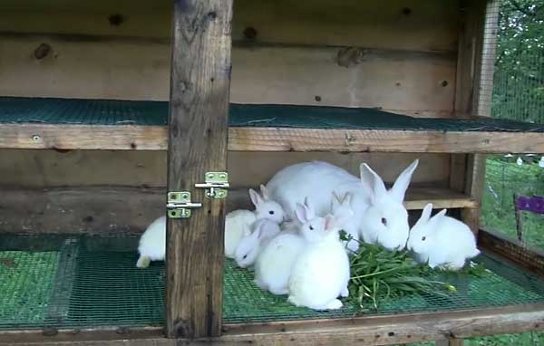 Крольчихи ухаживают за своим потомством 