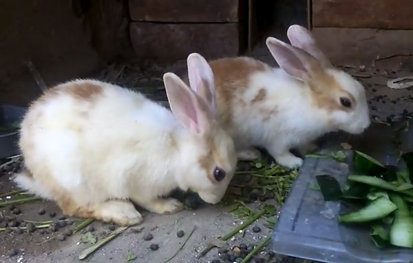 Почему кролик ест свой помет, какашки зайца