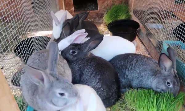 Как самому сделать маточник для кроликов