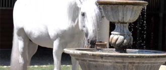 Лошадь пьет из фонтана