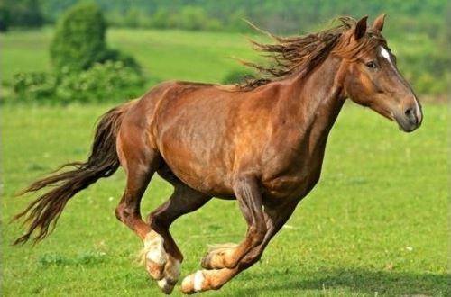 с какой скоростью бегает лошадь